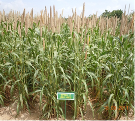  MPMH-17 Agriculture University, Jodhpur