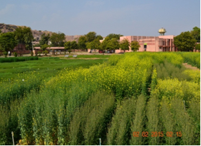RMA 7 Agriculture University, Jodhpur